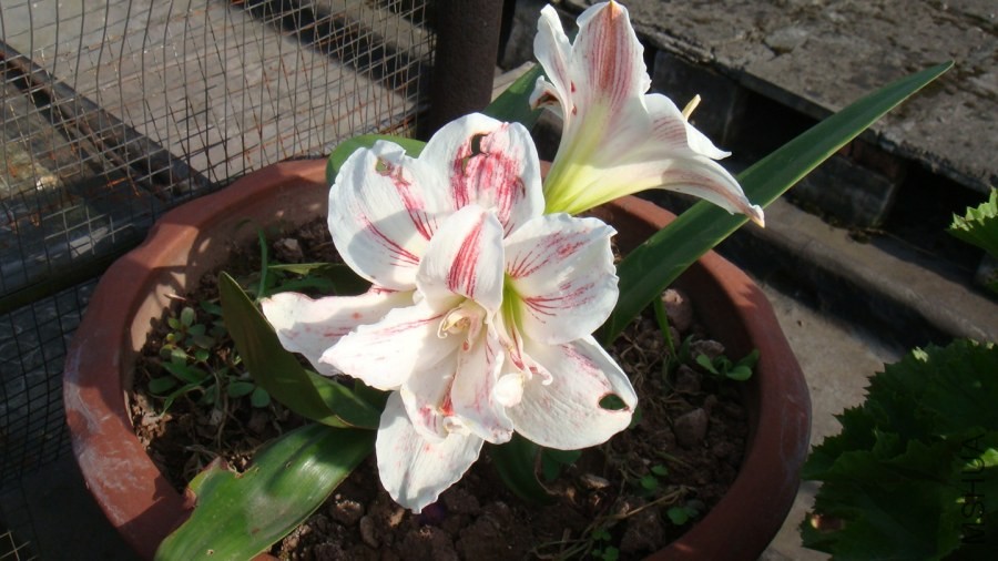 DSC02011.JPG