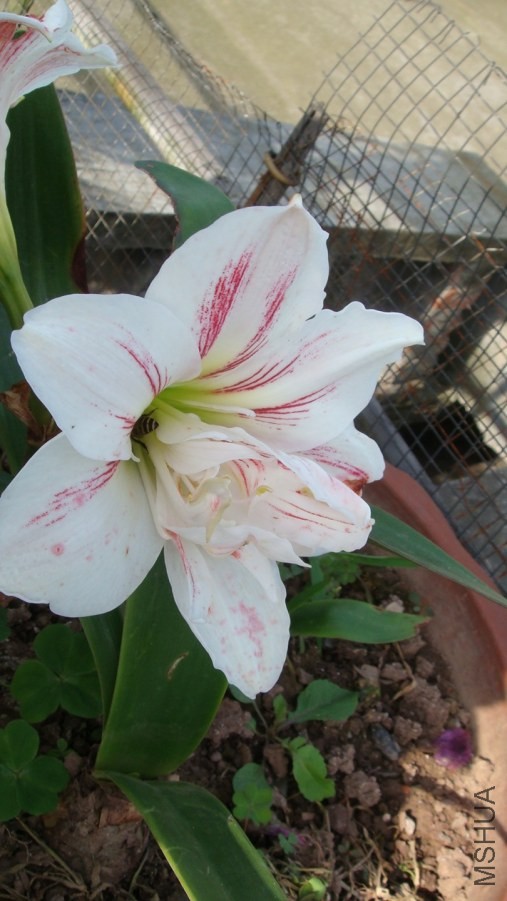 DSC02012.JPG
