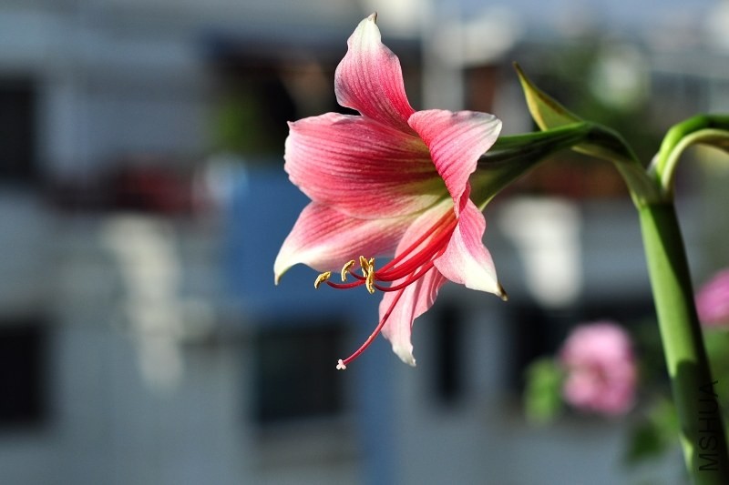 DSC_2087.jpg