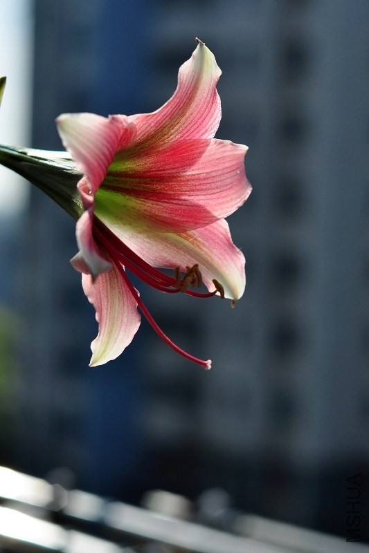 DSC_2074.jpg