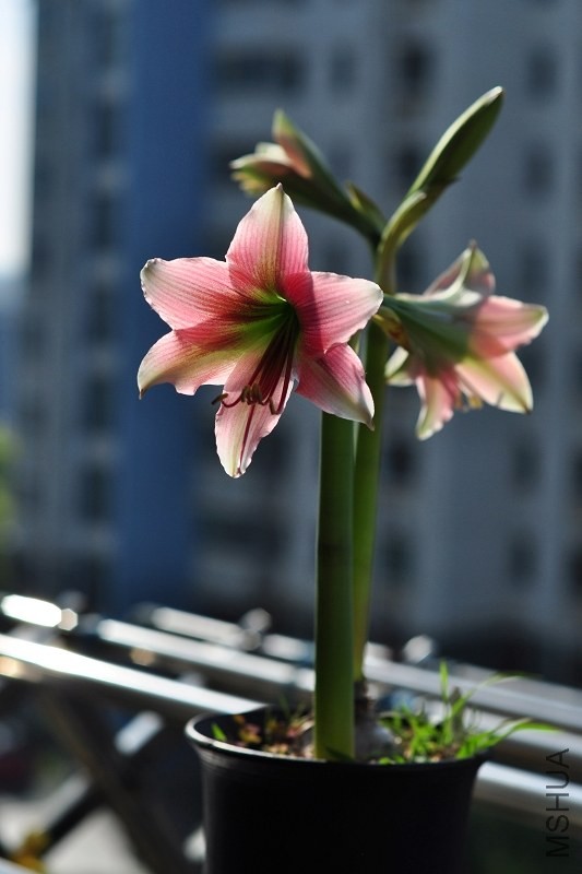 DSC_2075.jpg