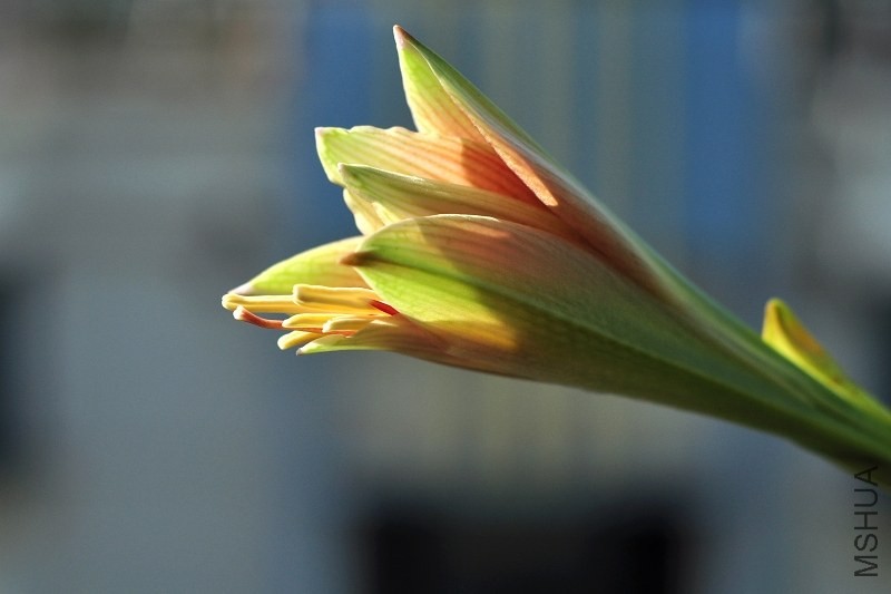 DSC_2079.jpg