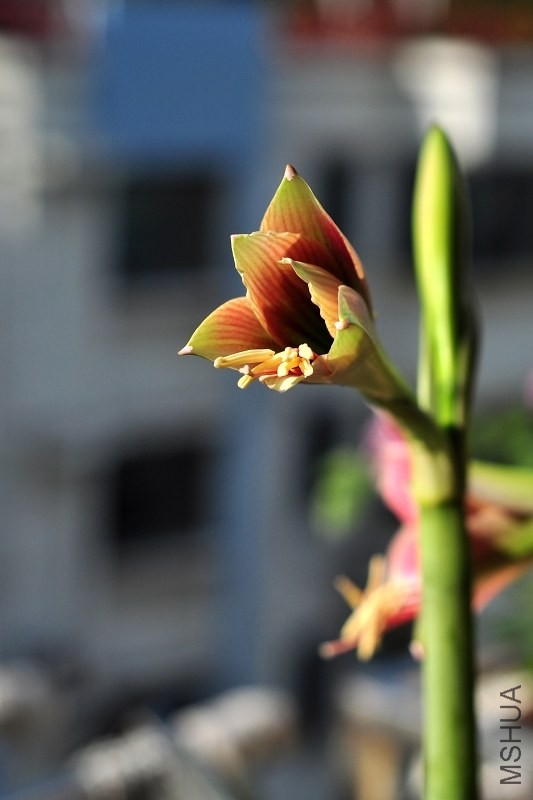 DSC_2084.jpg