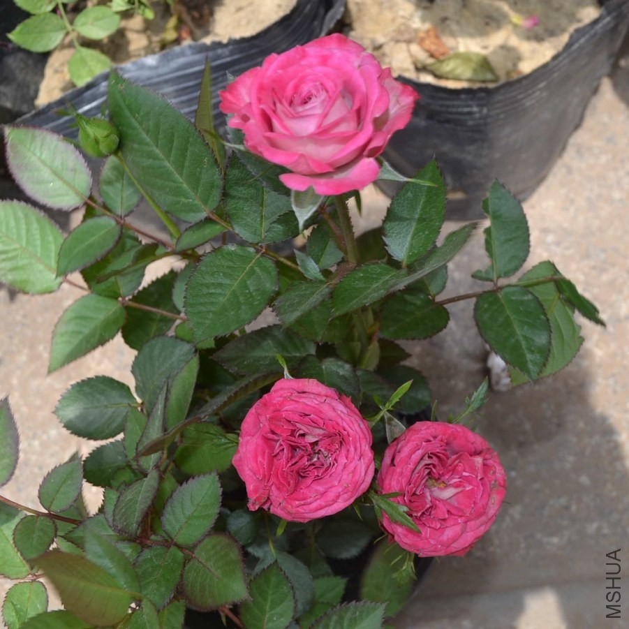 DSC_0599_����.jpg