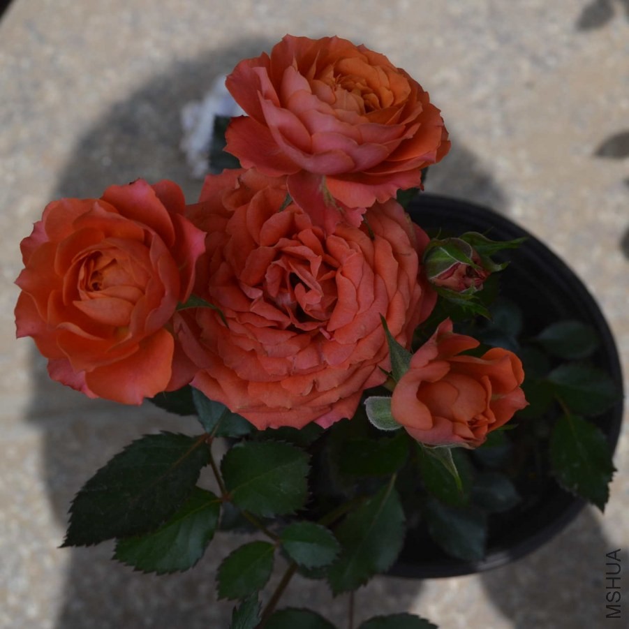 DSC_0601_����.jpg