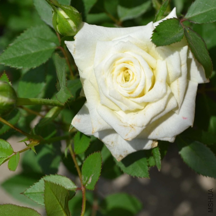 DSC_0603_����.jpg