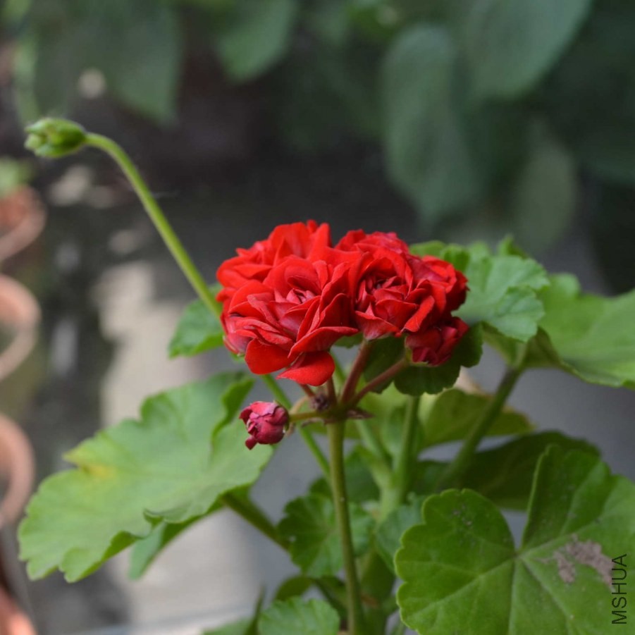 DSC_0598_����.jpg
