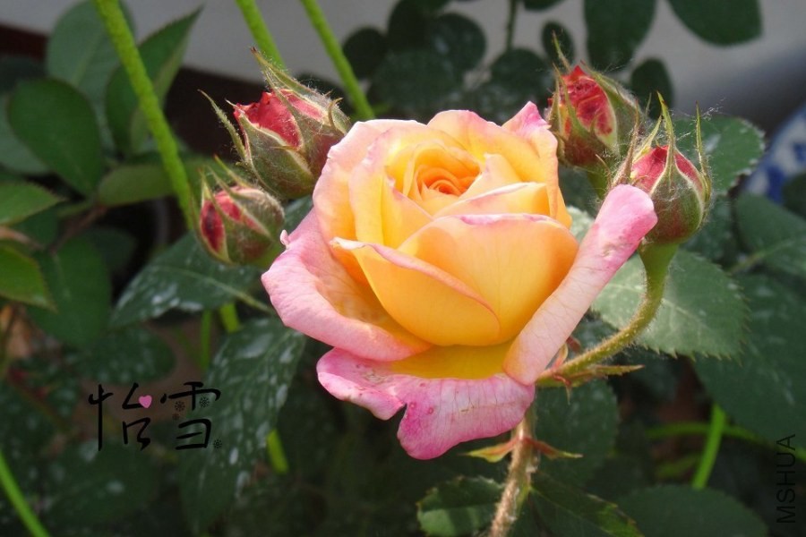 psb (7).jpg