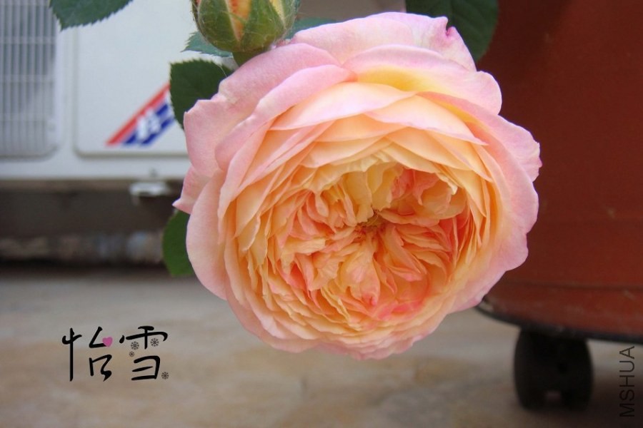 psb (3).jpg