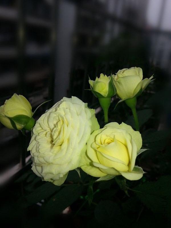 20140508_103347_1_����.jpg