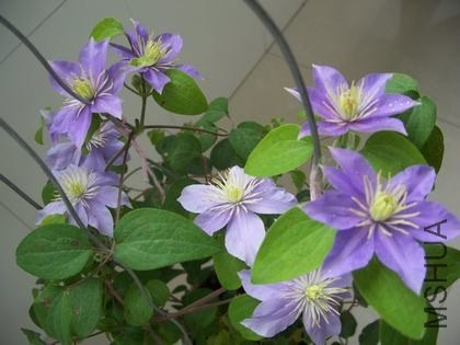 100_4812.JPG