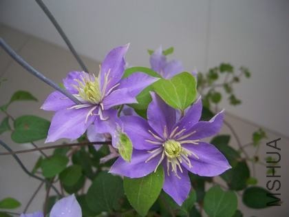 100_4813.JPG