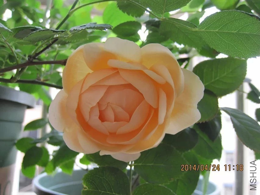 psb (1).jpg