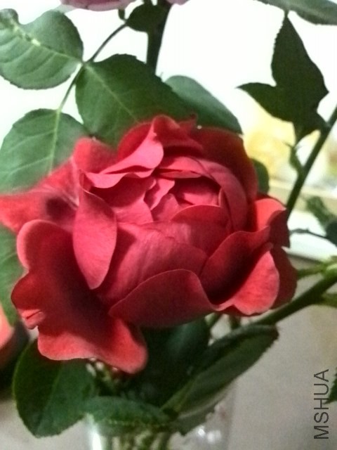 IMG_20140513_211809.jpg