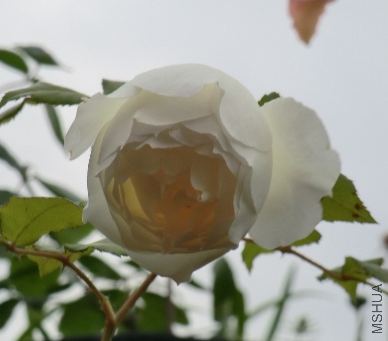 QQͼƬ20140510124933.jpg