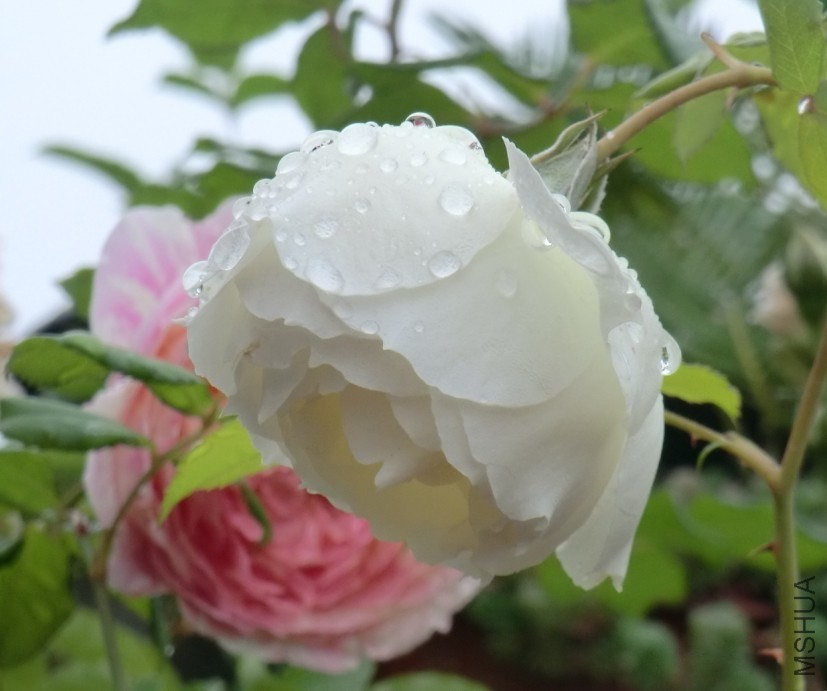 QQͼƬ20140510125633.jpg