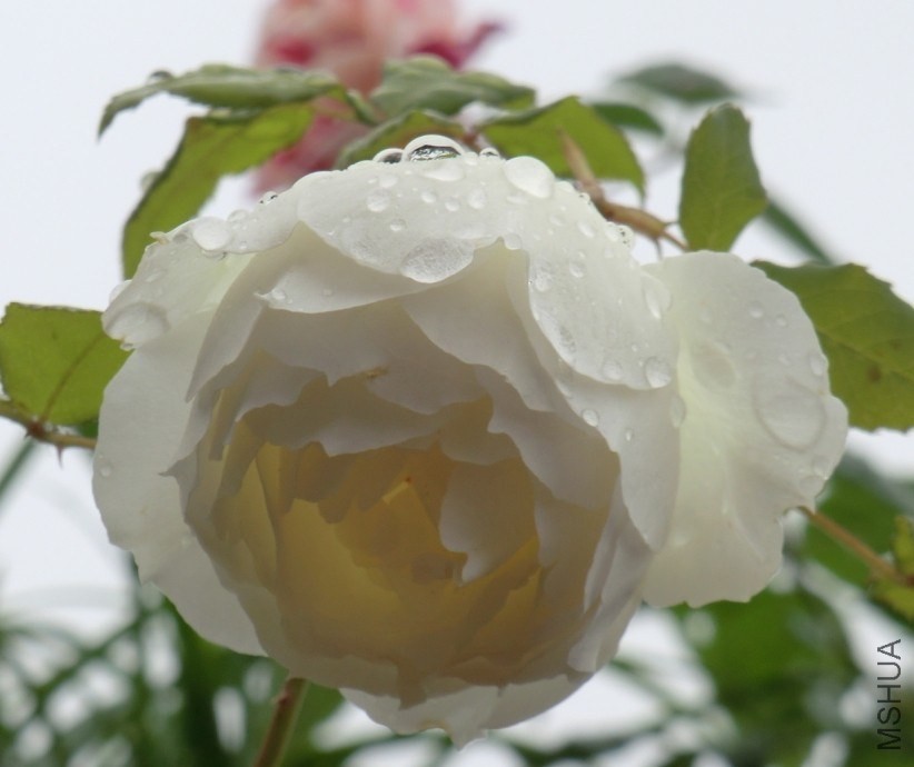 QQͼƬ20140510125658.jpg