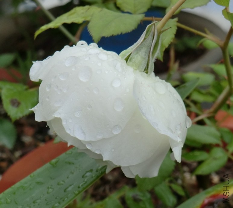 QQͼƬ20140510133229.jpg