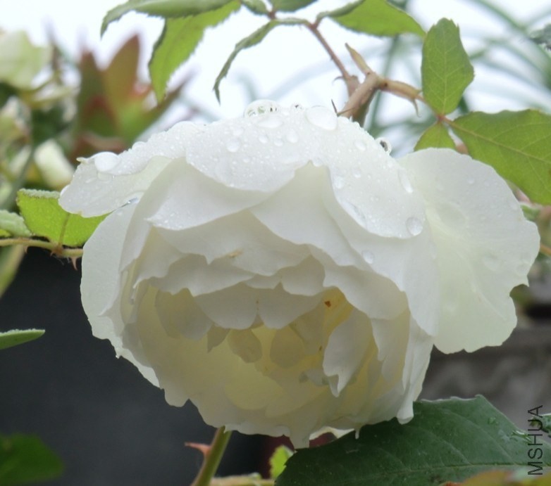 QQͼƬ20140510133932.jpg