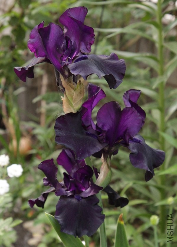 IMG_7652''.jpg