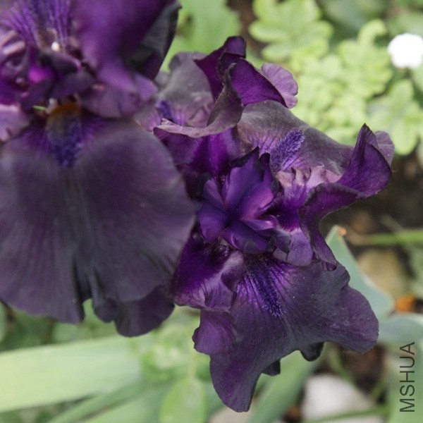 IMG_7655'.jpg