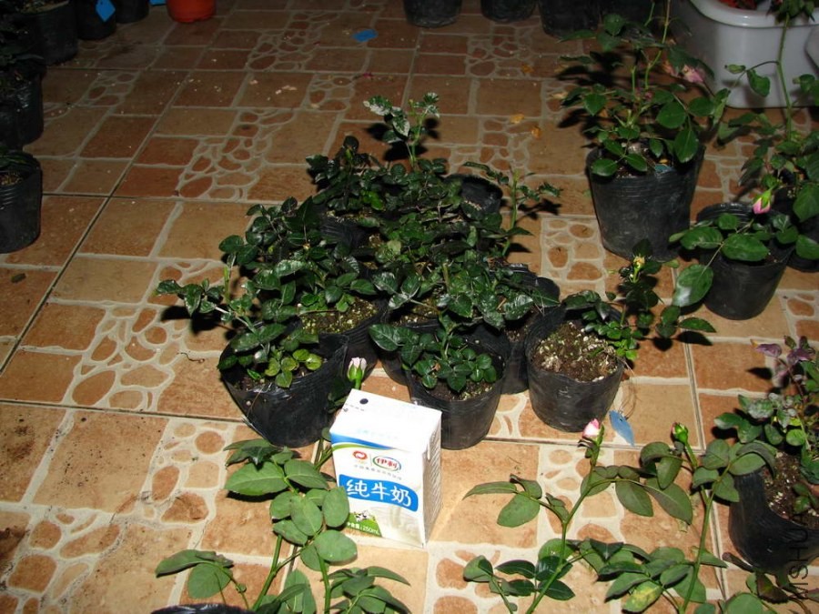 IMG_0292_������С.JPG