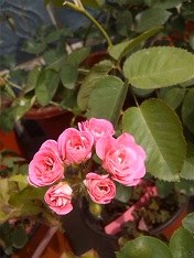 IMG_20140514_085218.jpg
