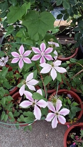 20140514_065011.jpg