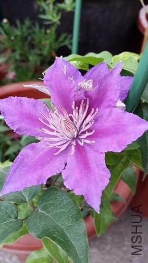 20140514_065136.jpg