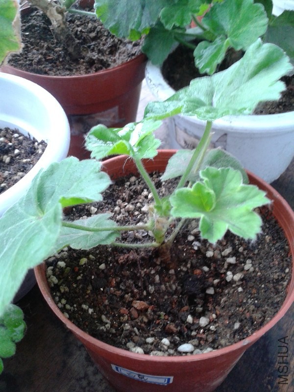 2014-05-11 08.06.30_����.jpg