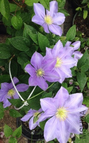 QQͼƬ20140514103419.jpg