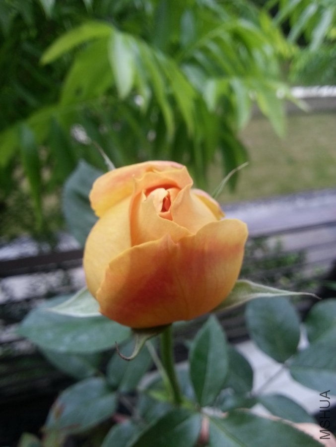 ���ǹŶ�-2.jpg