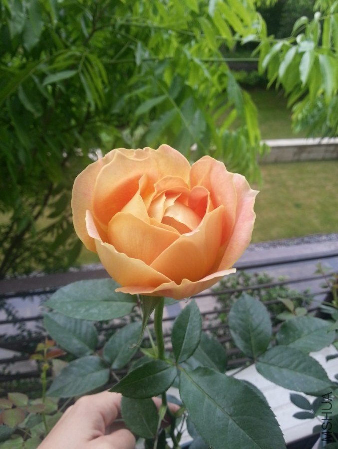 ���ǹŶ�-4.jpg