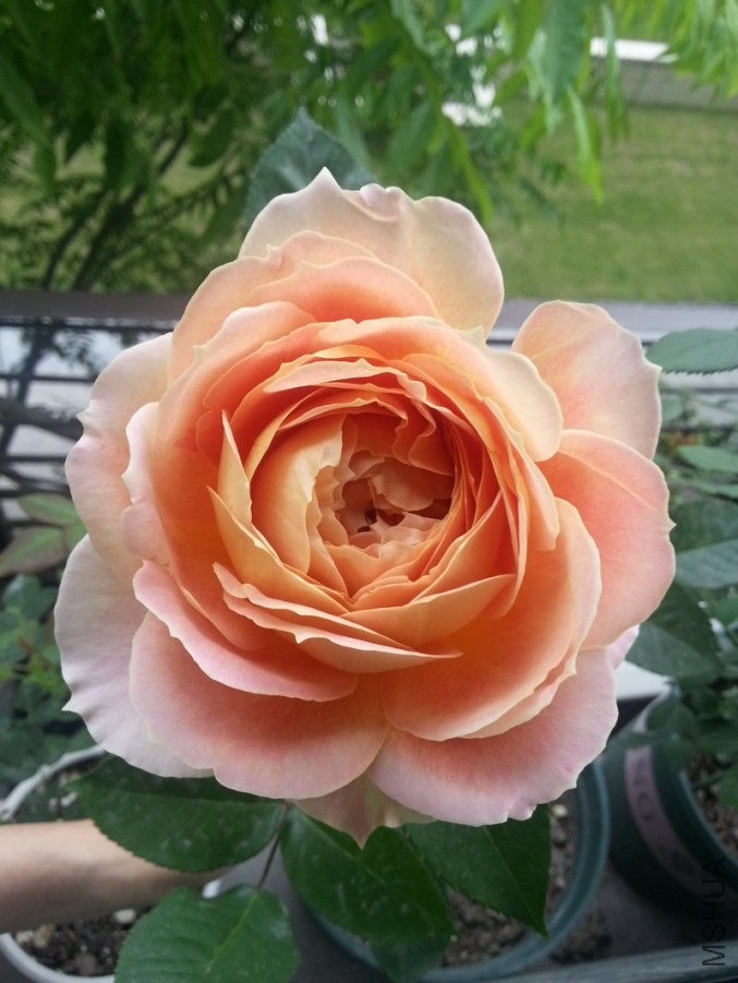 ���ǹŶ�-6.jpg