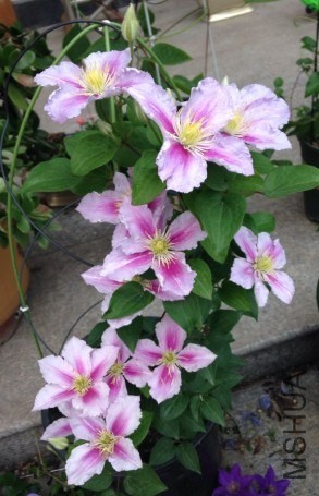 QQͼƬ20140514105451.jpg