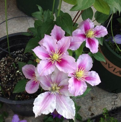 QQͼƬ20140514105512.jpg