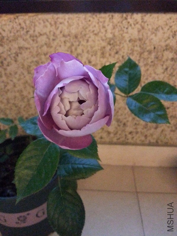 ��֬��ˮ-1.jpg