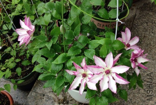 QQͼƬ20140514110446.jpg