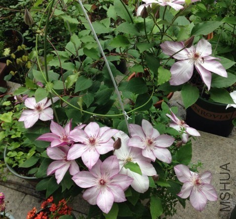 QQͼƬ20140514110540.jpg