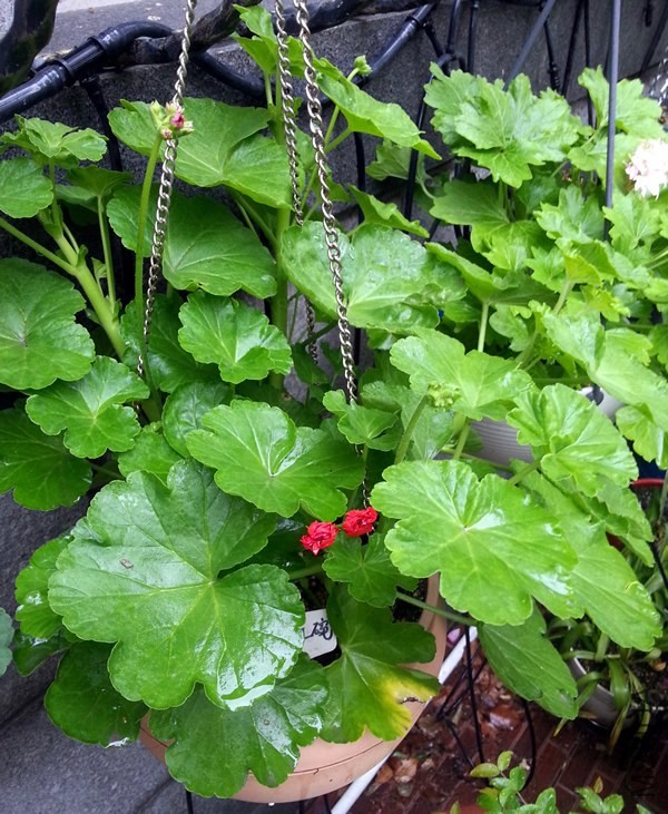 ���ÿ�������20140514.jpg