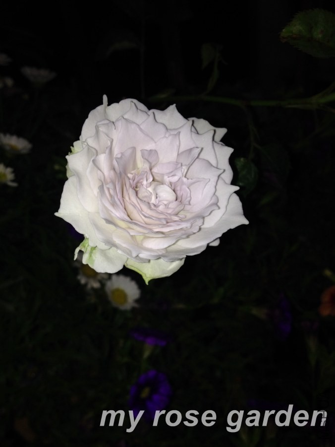 IMG_6868.JPG