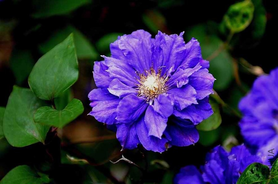 DSC_0782.jpg