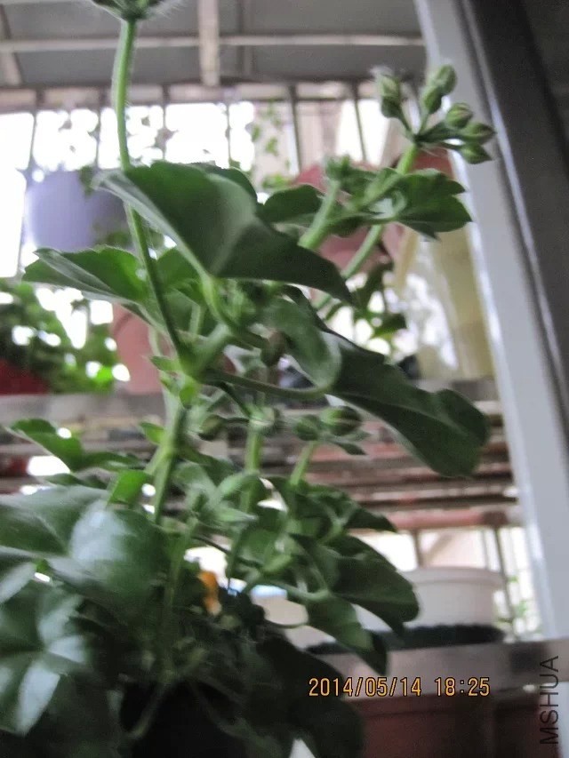 psb (10).jpg