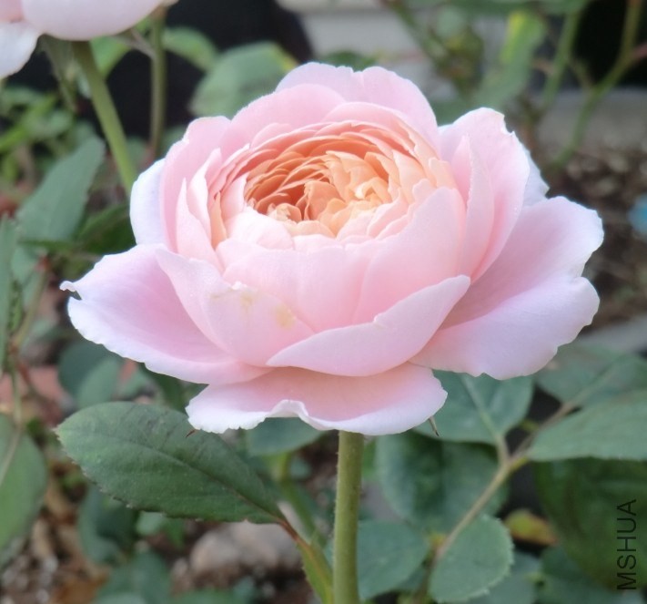 QQͼƬ20140510114008.jpg