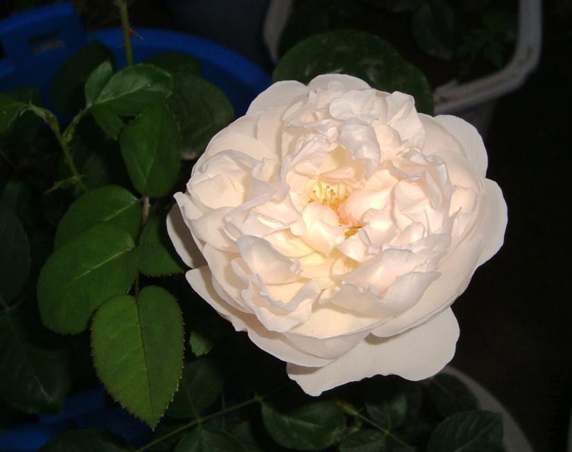 6_48 PM dsc045003.jpg