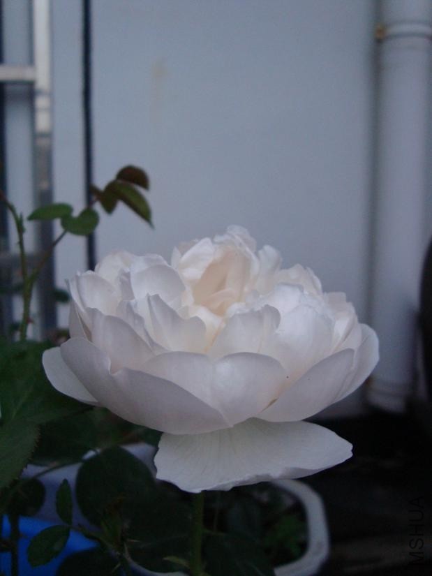 6_49 PM dsc045025.jpg