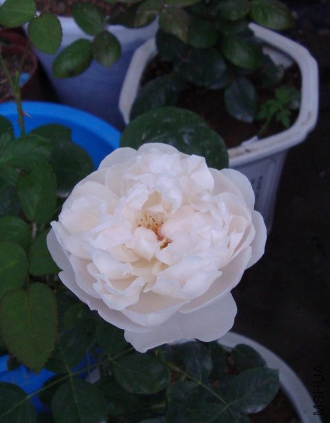 6_48 PM dsc045014.jpg