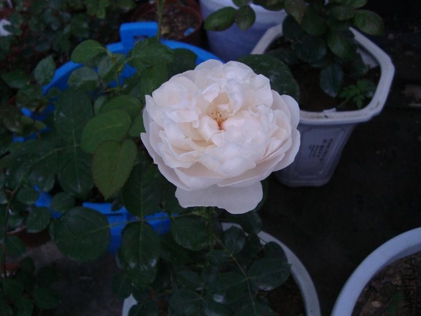 6_50 PM dsc045072.jpg
