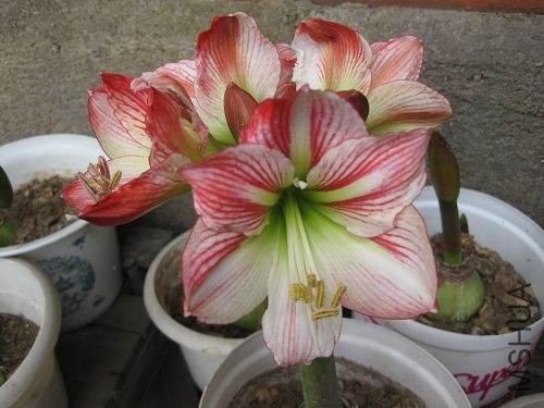 ��Ƭ2014 177.jpg