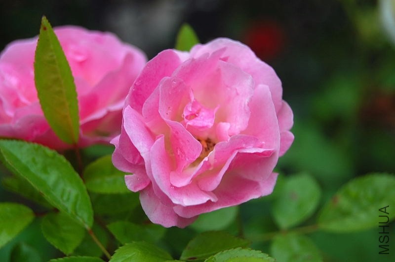 DSC_00260026.JPG